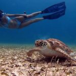 Private Turtle Spotting Snorkeling Excursion In Aruba Overview And Details