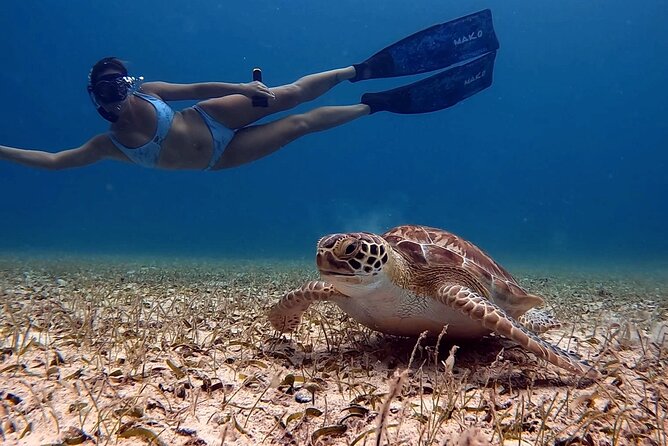 Private Turtle Spotting Snorkeling Excursion in Aruba - Overview and Details