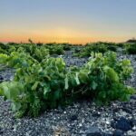 Private Wine Tasting In Santorini & Thirassia Overview And Pricing