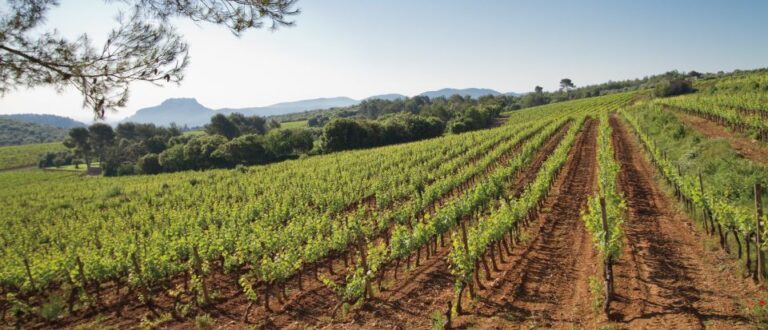 Provence Wine Tour Small Group Tour From Cannes Tour Details