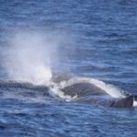 Rabo De Peixe: Sperm Whale Sanctuary Expedition Expedition Overview