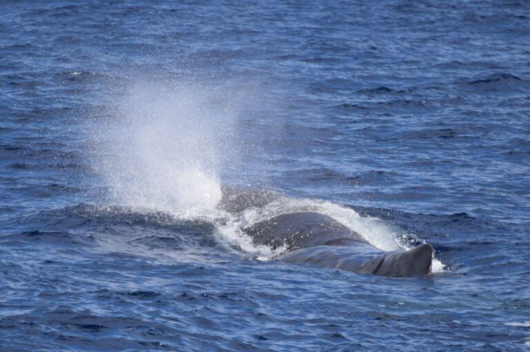 Rabo De Peixe: Sperm Whale Sanctuary Expedition Expedition Overview