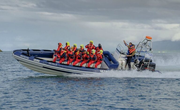 Reykjavik: Premium Whale Watching With Flexible Ticket Tour Overview