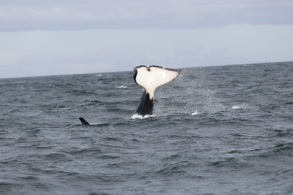 Reykjavik: Whale Watching in Faxaflói Bay & Live Lava Show - Overview of the Tour