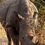 Rhino Walking Safari Experience Overview