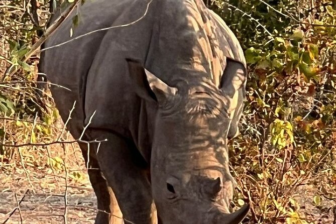 Rhino Walking Safari - Experience Overview