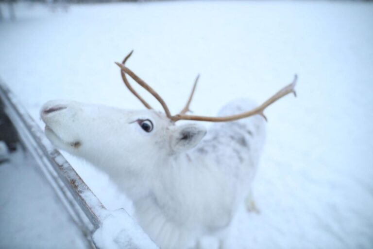 Rovaniemi: Husky And Reindeer Farm Visit With Sleigh Rides Overview Of The Activity