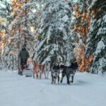 Rovaniemi: Husky Safari Tour & 6 10 Km Self Driving Mushing Tour Overview