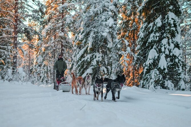 Rovaniemi: Husky Safari Tour & 6-10 Km Self-Driving Mushing - Tour Overview