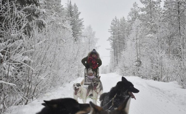 Rovaniemi: Husky Safari Tour & 6 10 Km Self Driving Mushing Overview Of The Husky Safari Tour