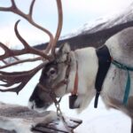 Rovaniemi: Reindeer Sleigh Ride With Hot Drink And Cookies Overview Of The Reindeer Sleigh Ride