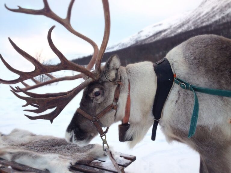 Rovaniemi: Reindeer Sleigh Ride With Hot Drink And Cookies Overview Of The Reindeer Sleigh Ride