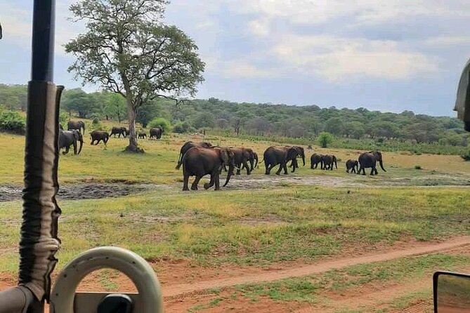 Safari Game Drive In Zambezi National Park Overview Of The Safari Experience