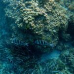 Santa Pola: 3 Hour Scuba Diving Near Tabarca Overview Of The Experience