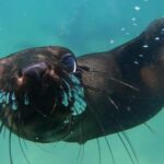 Seal Swimming Activity In Plettenberg Bay Location And Meeting Point