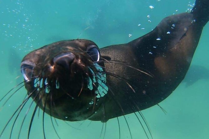 Seal Swimming Activity in Plettenberg Bay - Location and Meeting Point