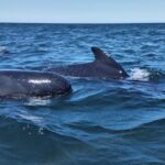 Sesimbra: Dolphin Watching Boat Tour With Biologist Guide Tour Details