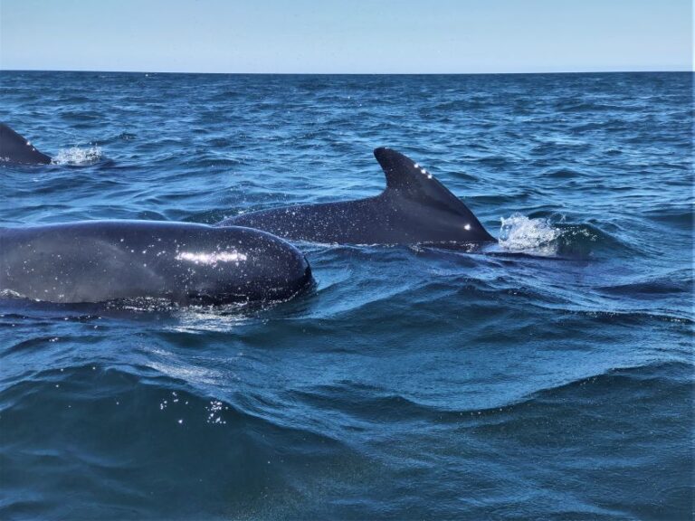 Sesimbra: Dolphin Watching Boat Tour With Biologist Guide Tour Details