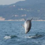 Sesimbra: Eco Friendly Dolphin Watching Tour Tour Overview And Pricing