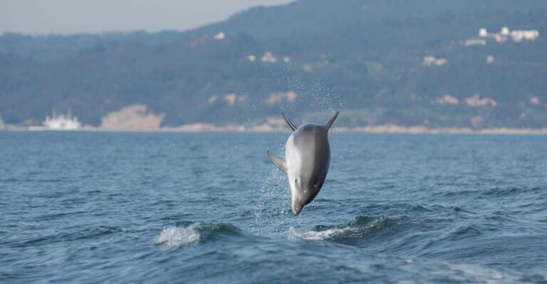 Sesimbra: Eco Friendly Dolphin Watching Tour Tour Overview And Pricing