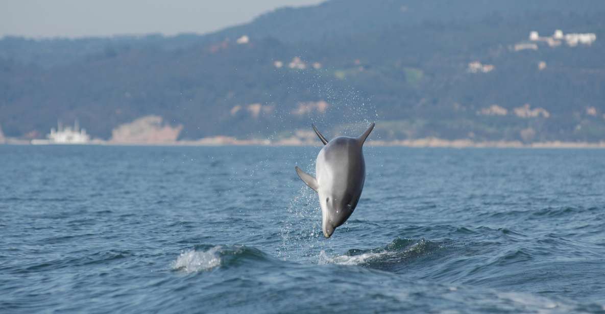 Sesimbra: Eco-friendly Dolphin Watching Tour - Tour Overview and Pricing