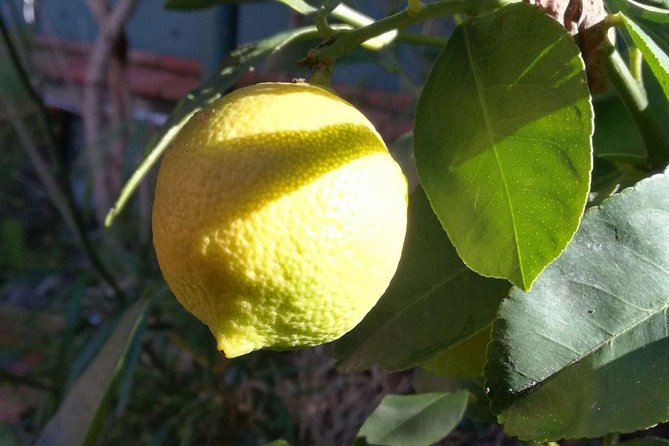 Sicilian Cooking Class in Palermo - About the Cooking Class