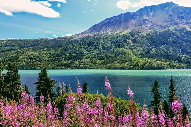 Skagway Shore Excursion: Full-Day Tour of the Yukon - Tour Overview