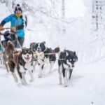 Small Group Wilderness Husky Sledding 2h Away From Tromsø Highlights Of The Experience