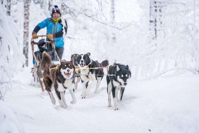 Small-Group Wilderness Husky Sledding 2h Away From Tromsø - Highlights of the Experience