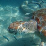 Snorkel With Turtles & Kenepa Grandi Beach: Nr.1 Island Day Trip Overview Of The Experience