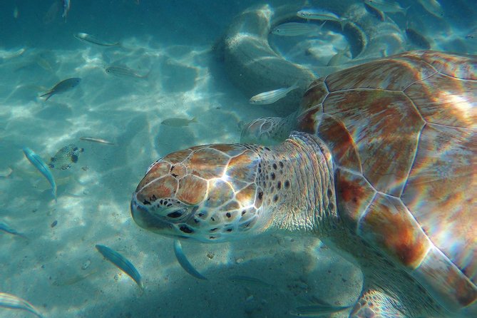 Snorkel With Turtles & Kenepa Grandi Beach: Nr.1 Island Day Trip - Overview of the Experience