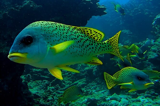 Snorkeling Experience at Ad Daymaniyat Islands in Muscat - Overview of the Snorkeling Experience