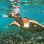 Snorkelling Tours To Daymaniyat Island Overview Of The Tours