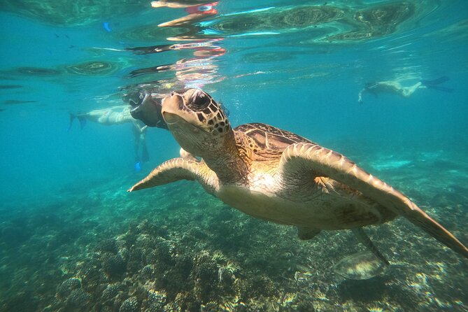 Snorkelling Tours to Daymaniyat Island - Overview of the Tours