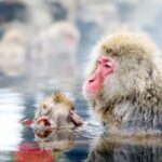 Snow Monkeys, Nagano, Zenkoji Temple & Sake Day Trip Attractions