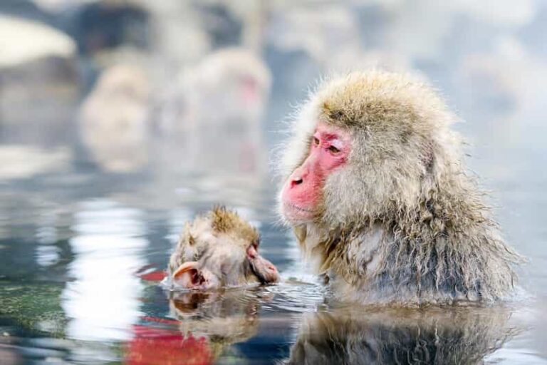 Snow Monkeys, Nagano, Zenkoji Temple & Sake Day Trip Attractions