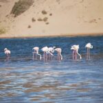 Souss Massa National Park Half Day Trip From Agadir Tour Overview