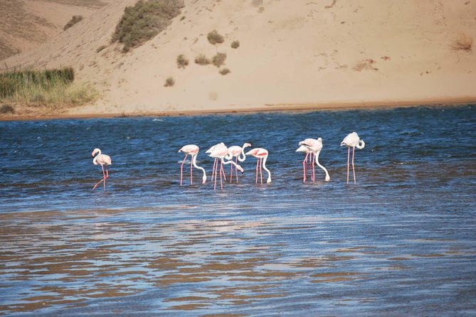 Souss Massa National Park Half Day Trip From Agadir - Tour Overview