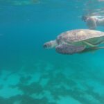 Southern Caribbean Tour: Swimming With Turtles, Bats, Diamond (weather Permitting). Tour Overview