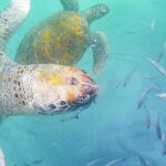 Spectacular Experience With Sea Turtles Inclusions And Equipment