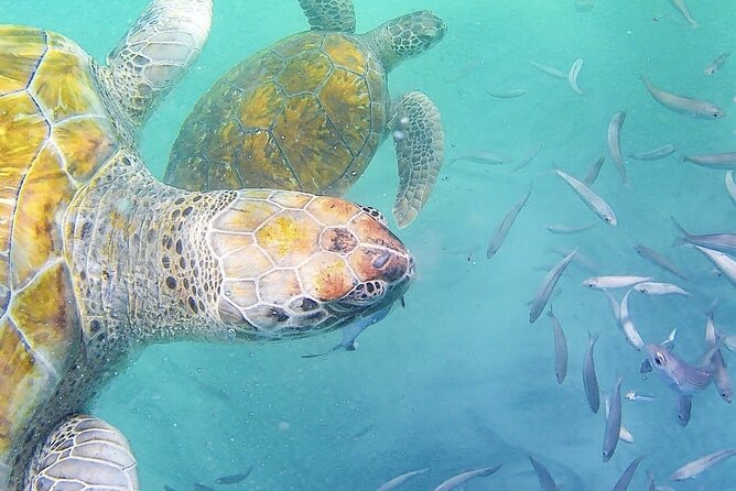 Spectacular Experience With Sea Turtles - Inclusions and Equipment