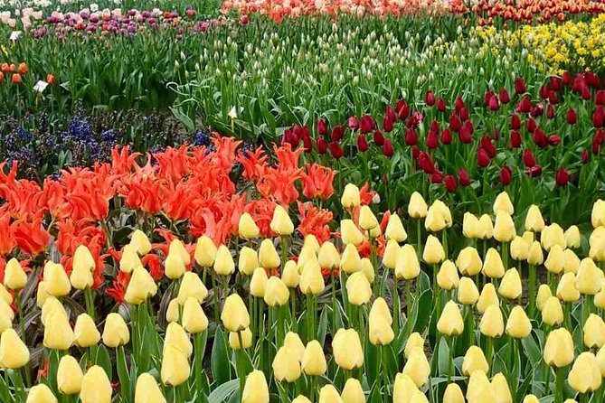 Springtime Private Tour to Keukenhof, Tulip Fields and Windmills - Inclusions and Pickup