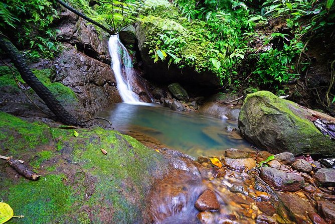 St. Kitts Half Day Rainforest Tour Meeting And Pickup