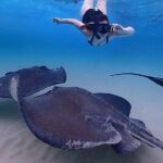 Starfish And Stingray City Fun Tour With Reef Snorkeling 3 Stops Tour Overview