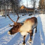 Stockholm: Christmas Traditions & Tastings Small Group Tour Tour Overview