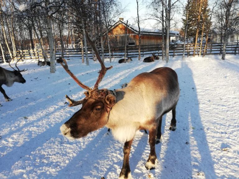 Stockholm: Christmas Traditions & Tastings Small Group Tour Tour Overview