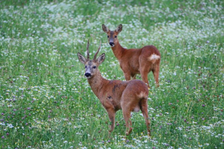 Stockholm: Evening Wildlife Safari With Midsummer Meal Tour Overview