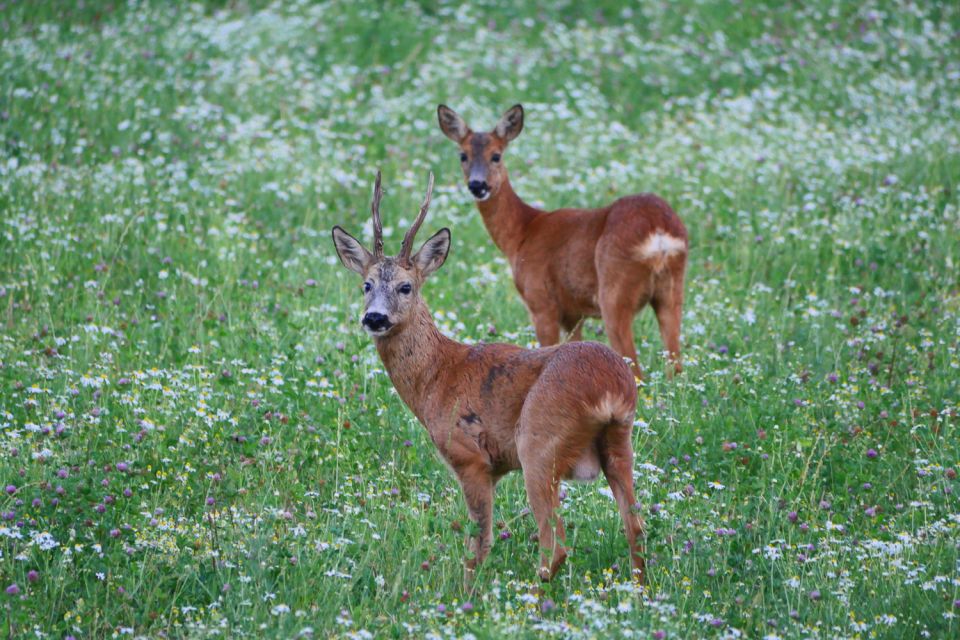 Stockholm: Evening Wildlife Safari With Midsummer Meal - Tour Overview