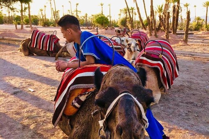 Sunset Camel Ride in the Palm Grove Of Marrakech - Overview of the Experience