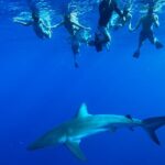 Swim With Sharks (cage Free) Safety And Equipment